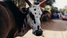 Rescue and Rehabilitation Icon